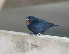 Thumbnail: Lesser Antillean Bullfinch - Loxigilla noctis sclateri (Liza Weissler)