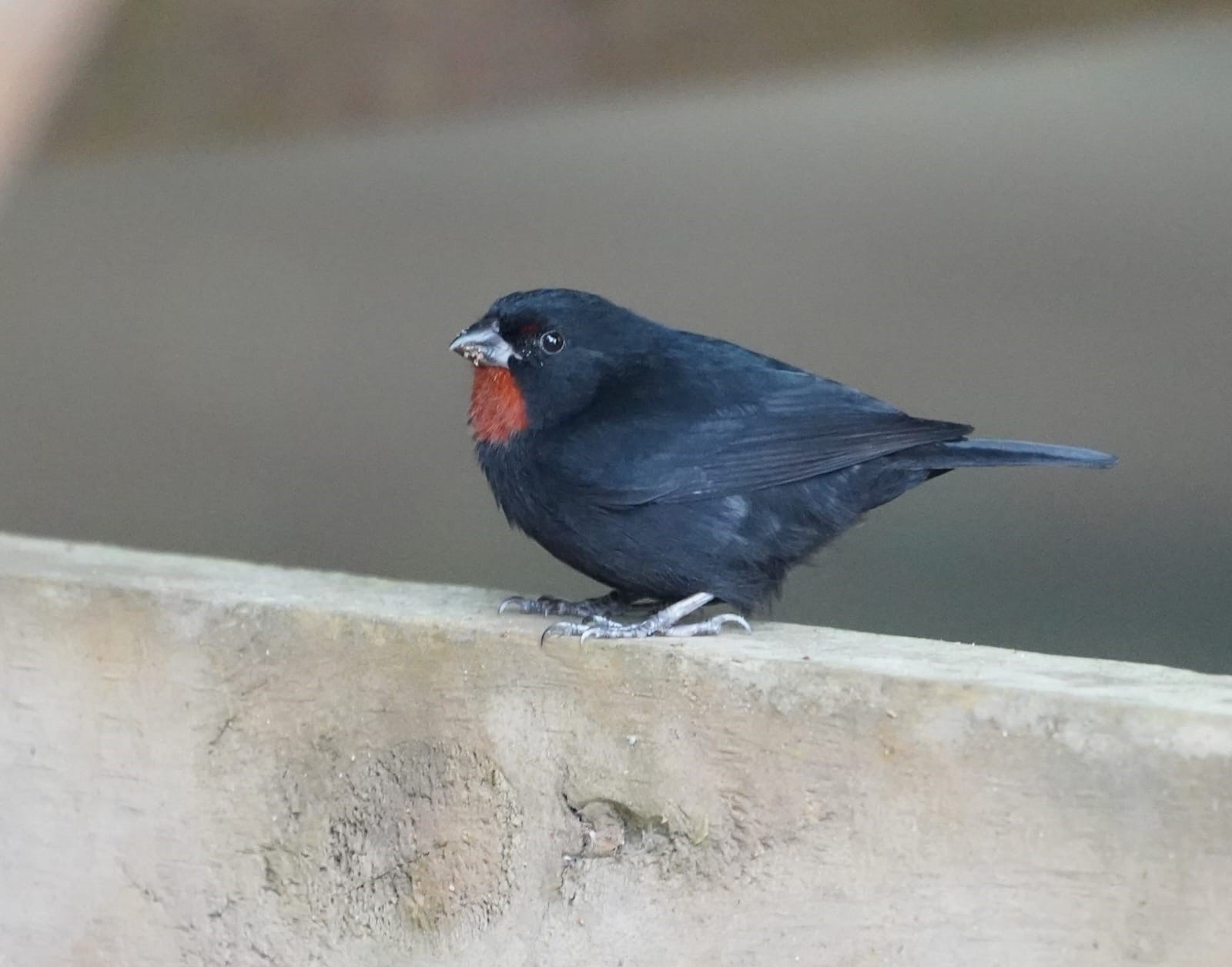 Lesser Antillean Bullfinch - Loxigilla noctis sclateri (Liza Weissler)