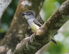 Thumbnail: Lesser Antillean Flycatcher - Myiarchus oberi sanctaeluciae (Liza Weissler) 