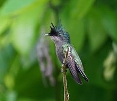 Thumbnail: Antillean Crested Hummingbird - Orthorhyncus cristatus exilis (Liza Weissler)