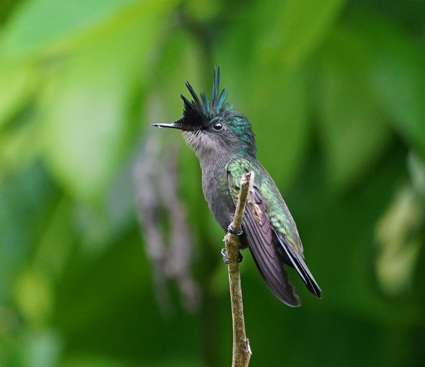 Antillean Crested Hummingbird - Orthorhyncus cristatus exilis (Liza Weissler)