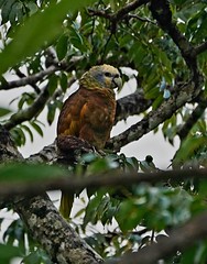 Thumbnail: St. Vincent Parrot - Amazona guildingii (Liza Weissler)