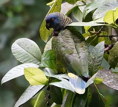 Thumbnail: St. Lucia Parrot - Amazona versicolor (Liza Weissler)
