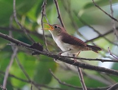 Thumbnail: The endemic St. Lucia Wren (Troglodytes mesoleucus) (Liza Weissler) 