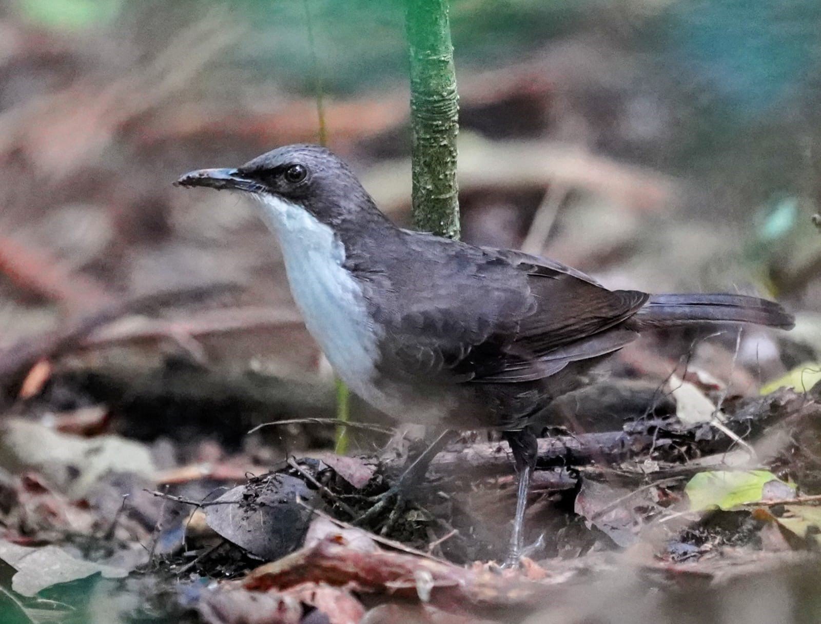 The White-breasted Thrasher is endemic to Martinique (Liza Weissler)
