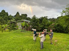 Thumbnail: Birding under the rainbow in the company of St. Vincent Amazon (Amazona guildingii)