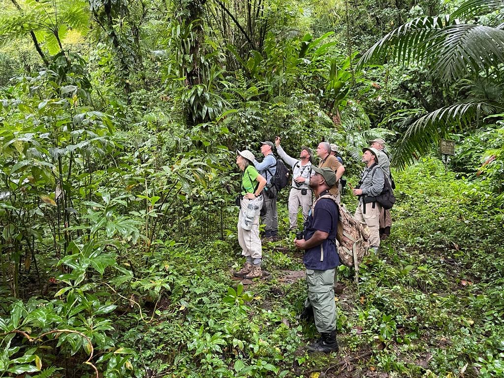 Searching for Whistling Warbler on St. Vincent