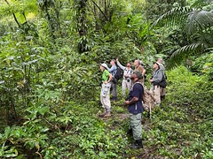 Thumbnail: Searching for Whistling Warbler on St. Vincent