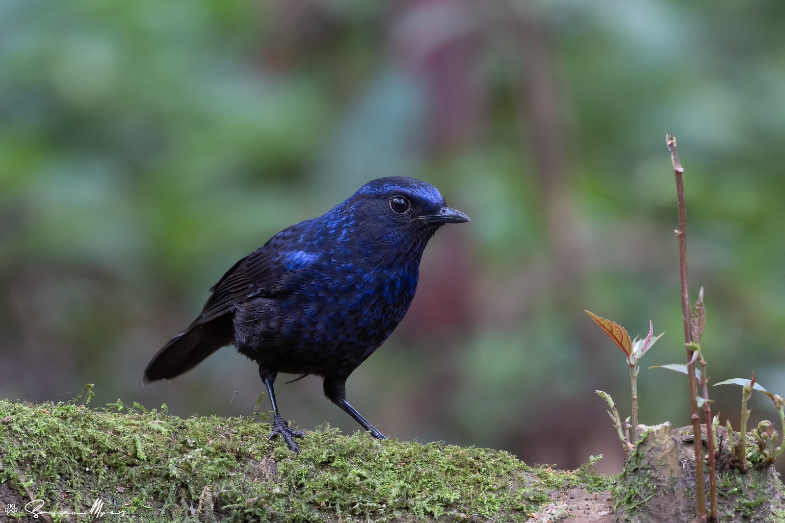 Shiny Whistling-thrush