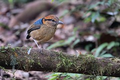 Thumbnail: Schneider's Pitta