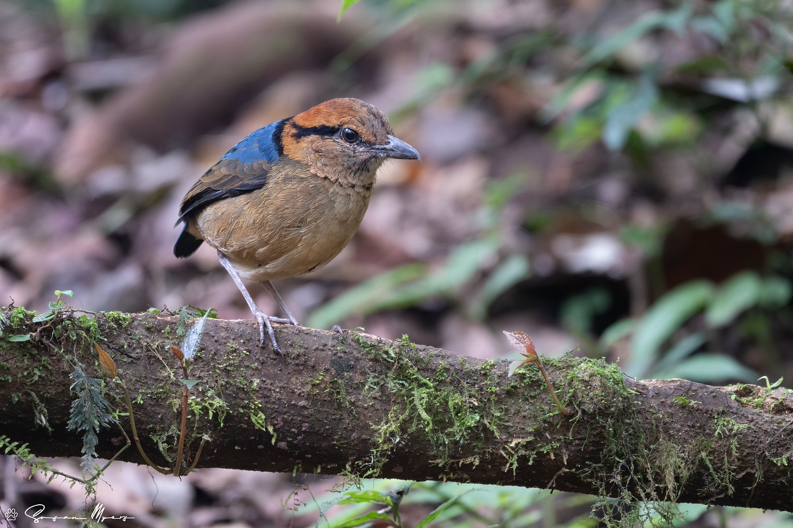 Schneider's Pitta