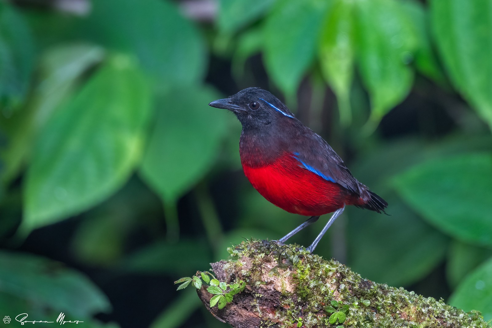 Graceful Pitta