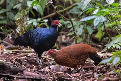Thumbnail: Salvadori's Pheasant