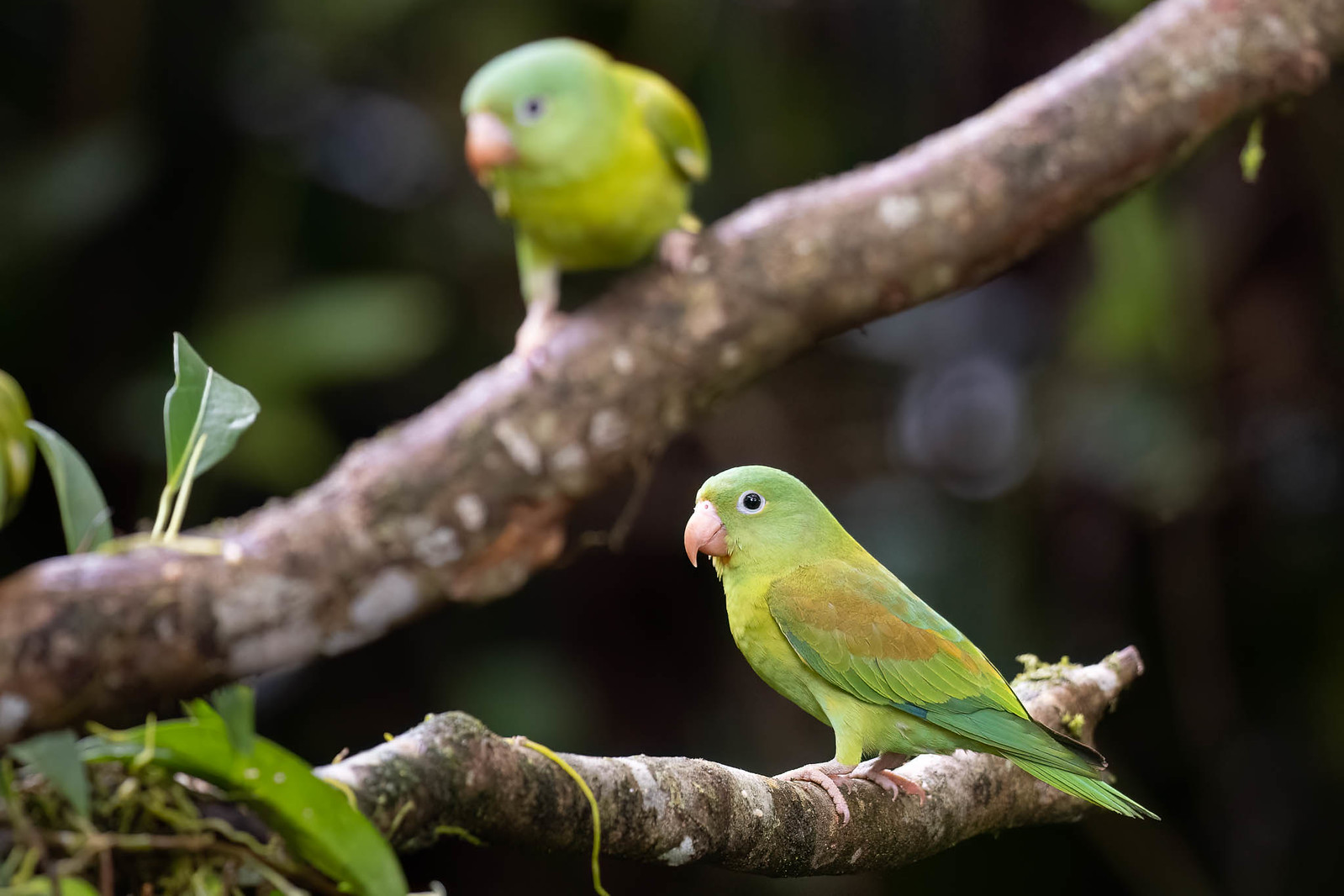 Diminutive in size but noisy and full of energy, Orange-chinned Parakeets can be found in flocks zooming overhead, and sometimes they actually sit still.