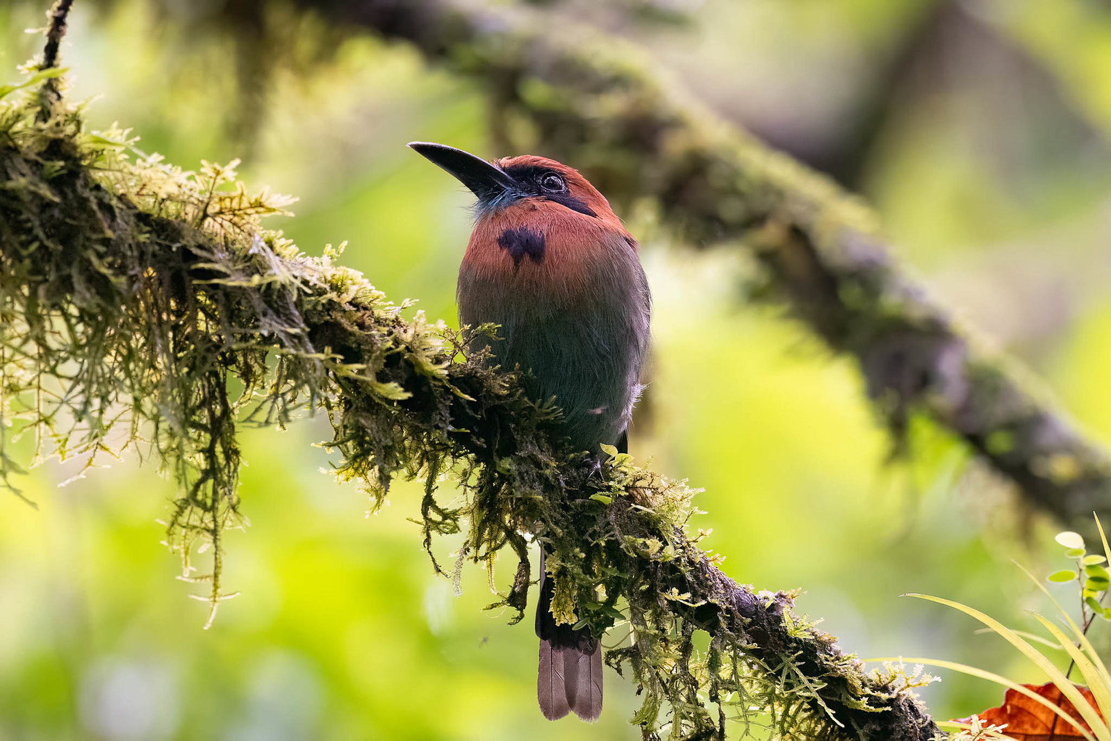 We could see four motmot species on this tour, including the handsome Broad-billed.