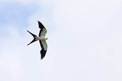 Thumbnail: Looking up on a sunny morning could produce any number of raptors, including the elegant Swallow-tailed Kite.