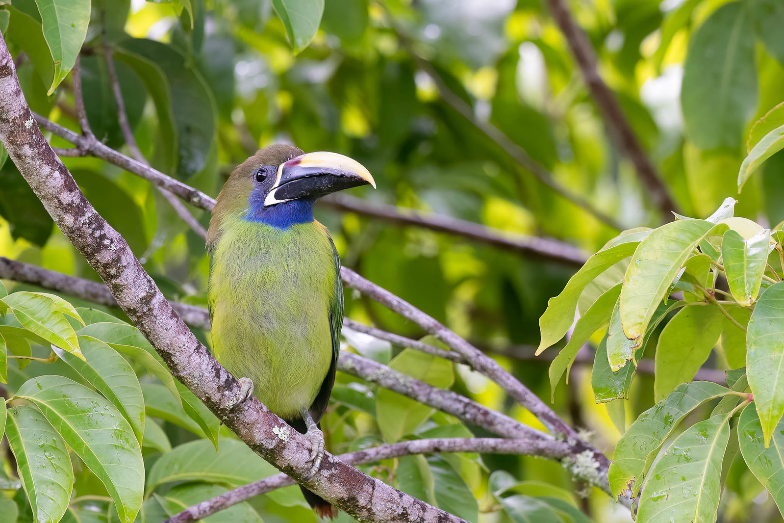 We often see small groups of Northern Emerald Toucanets around Monteverde.