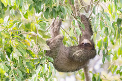Thumbnail: We'll hope to see lots of mammals too, and sloths are always a crowd favorite.