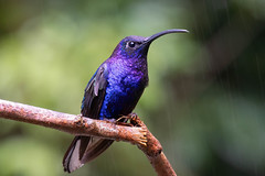 Thumbnail: Even in the flashy hummingbird family, Violet Sabrewing stands out as eye-catching and outrageous.