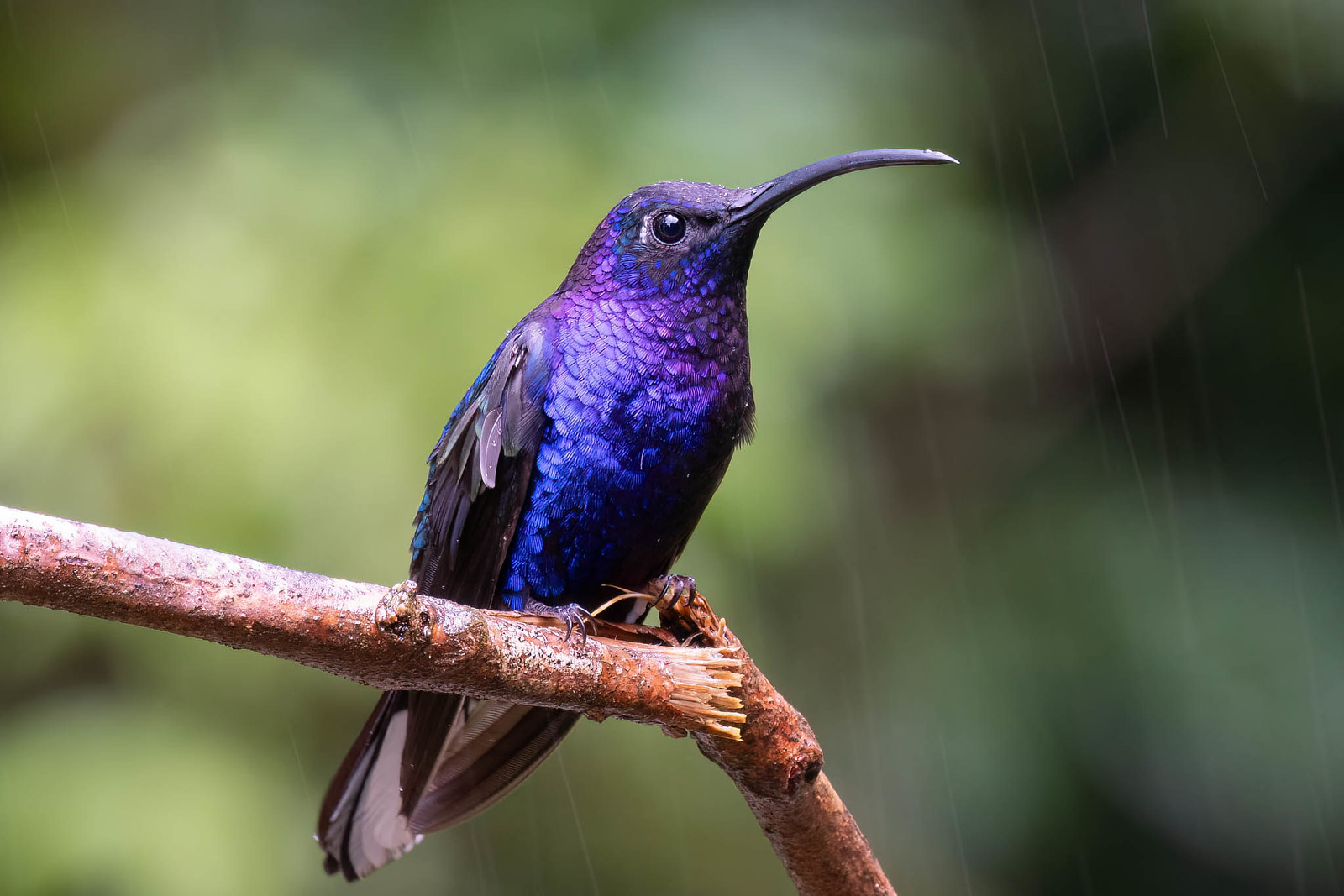 Even in the flashy hummingbird family, Violet Sabrewing stands out as eye-catching and outrageous.