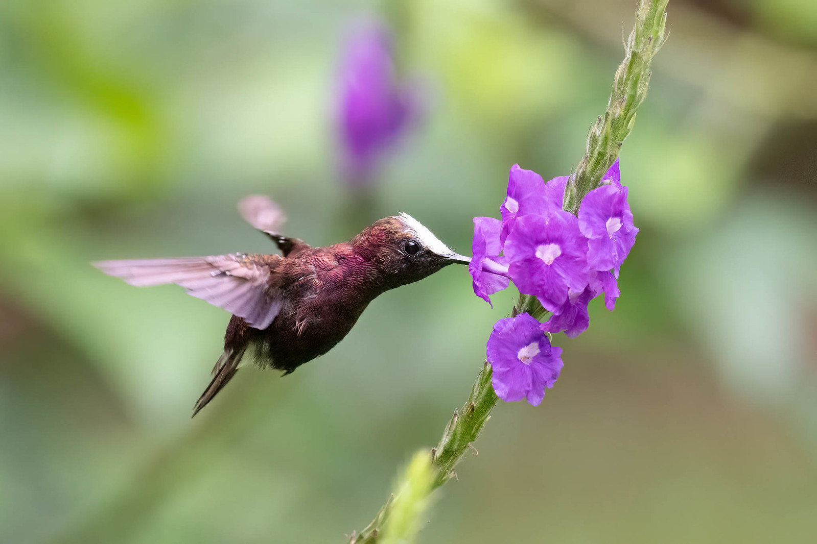 Rancho Naturalista is also famous for the lovely Snowcap.
