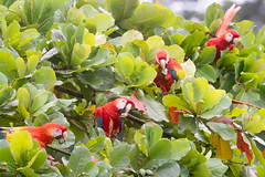 Thumbnail: Both Scarlet (pictured) and Great Green Macaws can be found in Costa Rica's Caribbean lowlands.