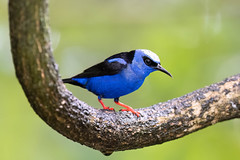 Thumbnail: Electric blue Red-legged Honeycreepers can be surprisingly numerous at fruit feeders in the lowlands.
