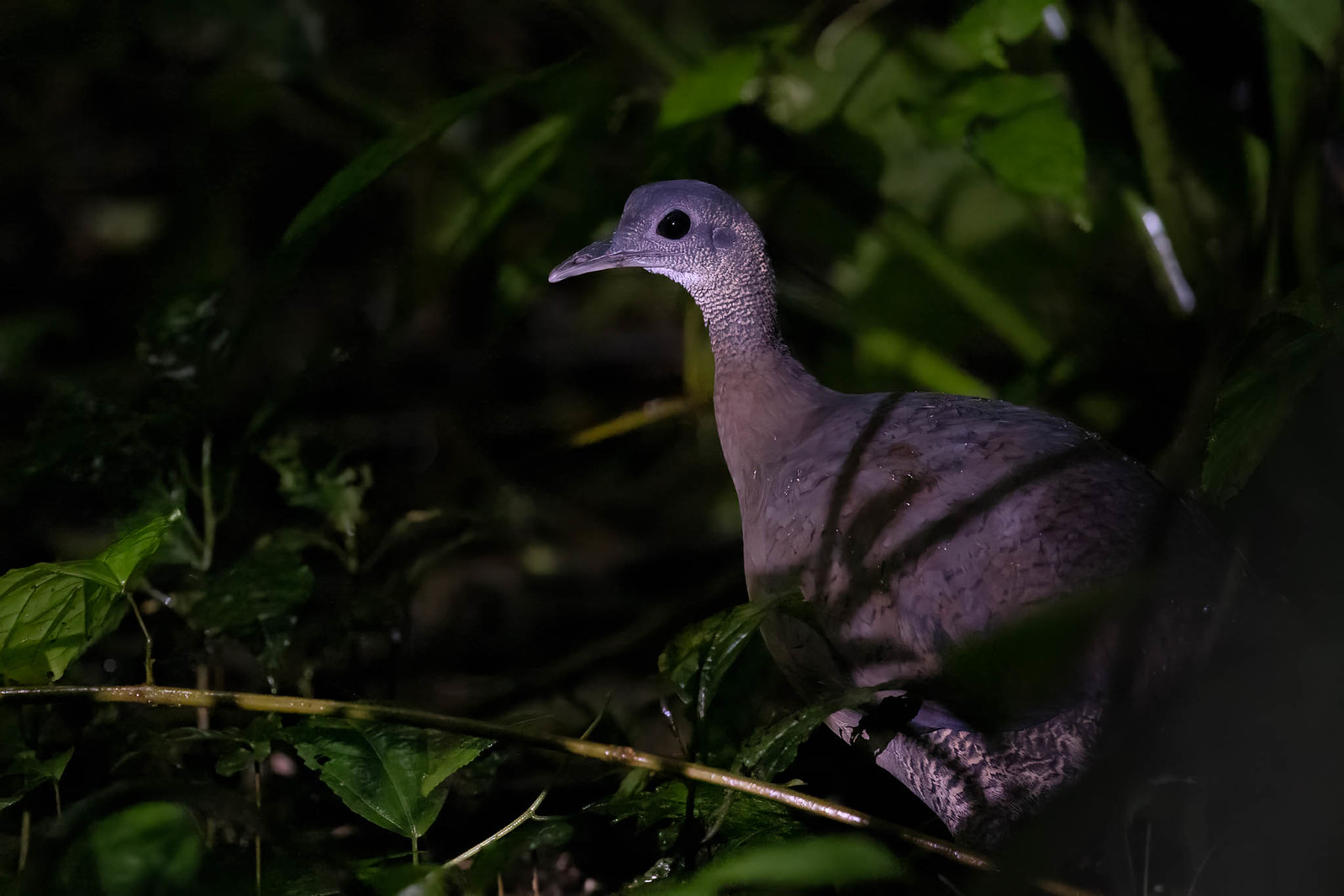 We'll need some luck, but La Selva is a very good place to spot a Great Tinamou in the dark forest understory.