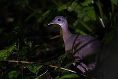 Thumbnail: We'll need some luck, but La Selva is a very good place to spot a Great Tinamou in the dark forest understory.