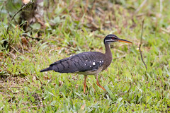 Thumbnail: We have excellent chances to see the unique Sunbittern in the areas around Rancho Naturalista.