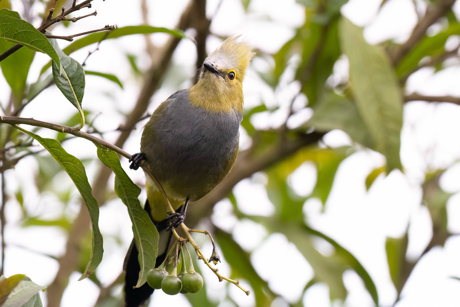 In the highlands near Poás we'll hope to find Long-tailed Silky-flycatchers at a food source like a fruiting tree.