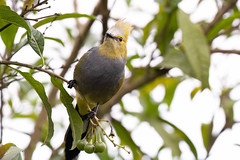 Thumbnail: In the highlands near Poás we'll hope to find Long-tailed Silky-flycatchers at a food source like a fruiting tree.
