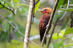 Thumbnail: The fancy Chestnut-colored Woodpecker, endemic to Central America, is often encountered at La Selva.