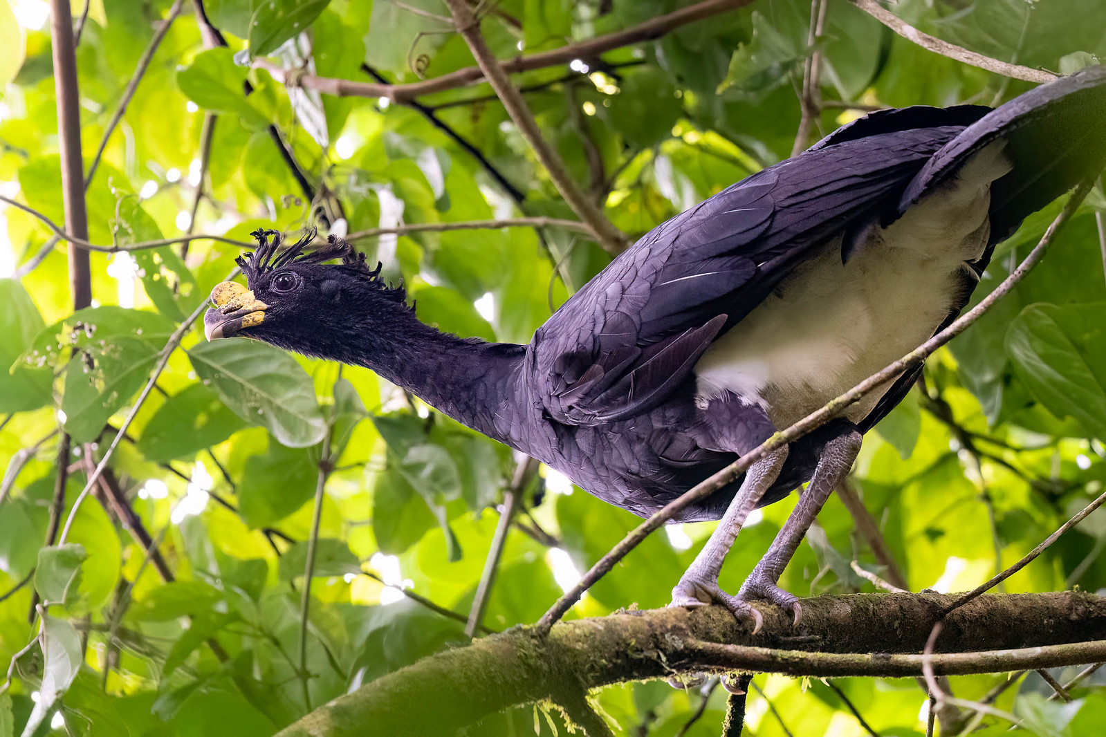 A glimpse of a Great Curassow could be a highlight of our visit to La Selva.