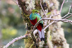 Thumbnail: Although Resplendent Quetzals are often molting their tails this time of year, they are still spectacular.