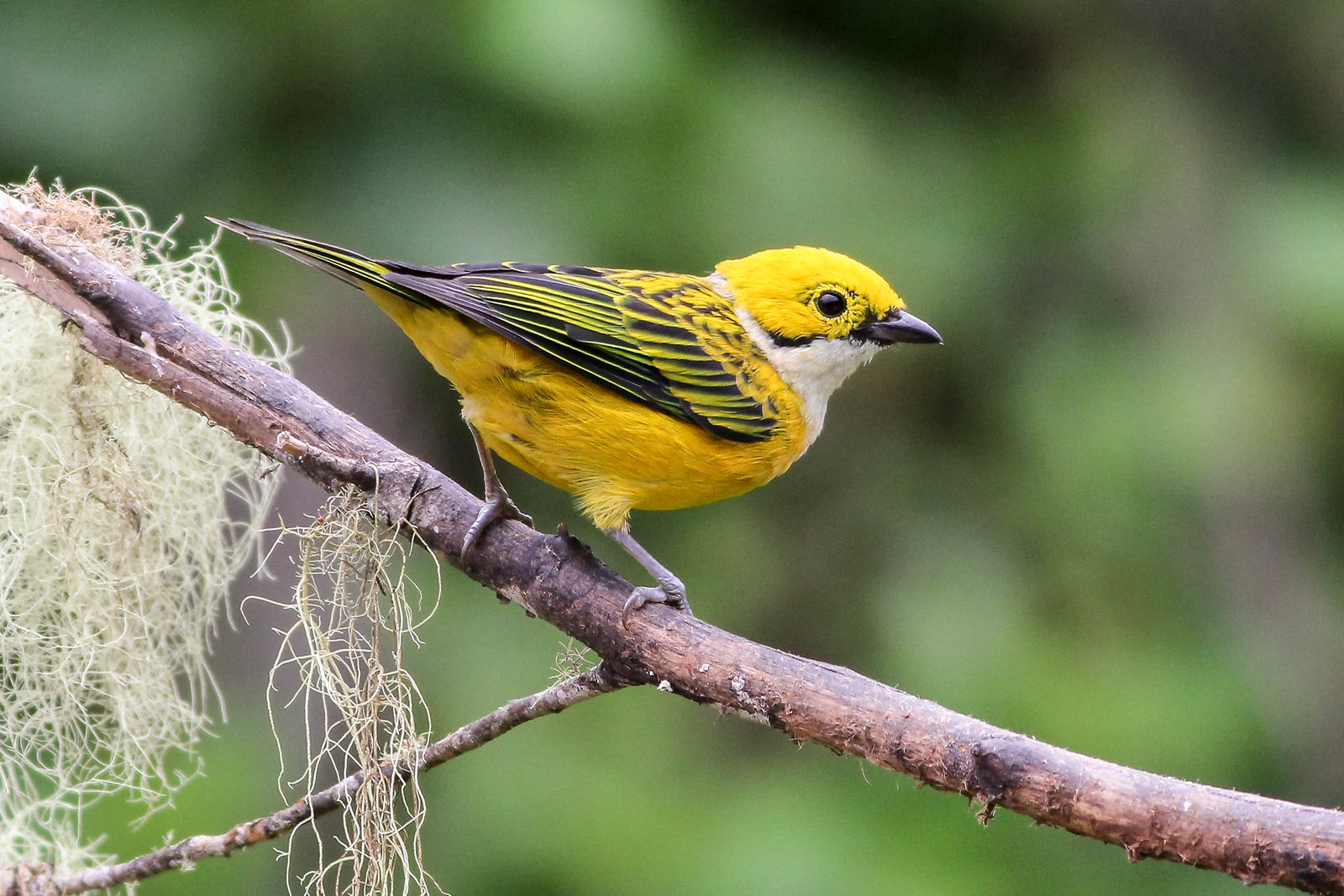 Silver-throated Tanager is among the more showy tanagers we can expect to see.