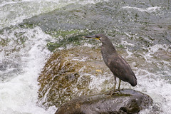 Thumbnail: We'll look for the ornately patterned Fasciated Tiger-Heron foraging along fast-moving streams and rivers.