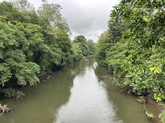 Thumbnail: The bridge over the river at La Selva provides a great view of the surrounding forest.