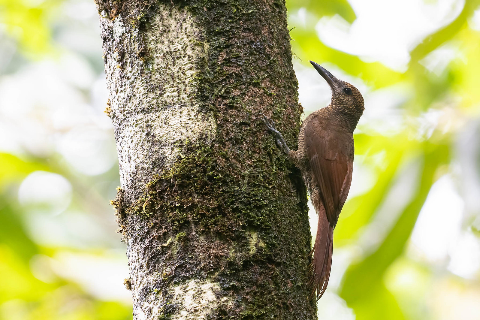 The impressive Northern Barred-Woodcreeper is one of several species of woodcreepers we hope to see.