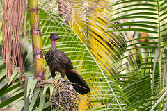 Thumbnail: Once hunted but now protected in Costa Rica, Crested Guans have become fairly common at rainforest sites.