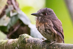 Thumbnail: With luck we might find a White-whiskered Puffbird in the lower levels of the forest at La Selva.