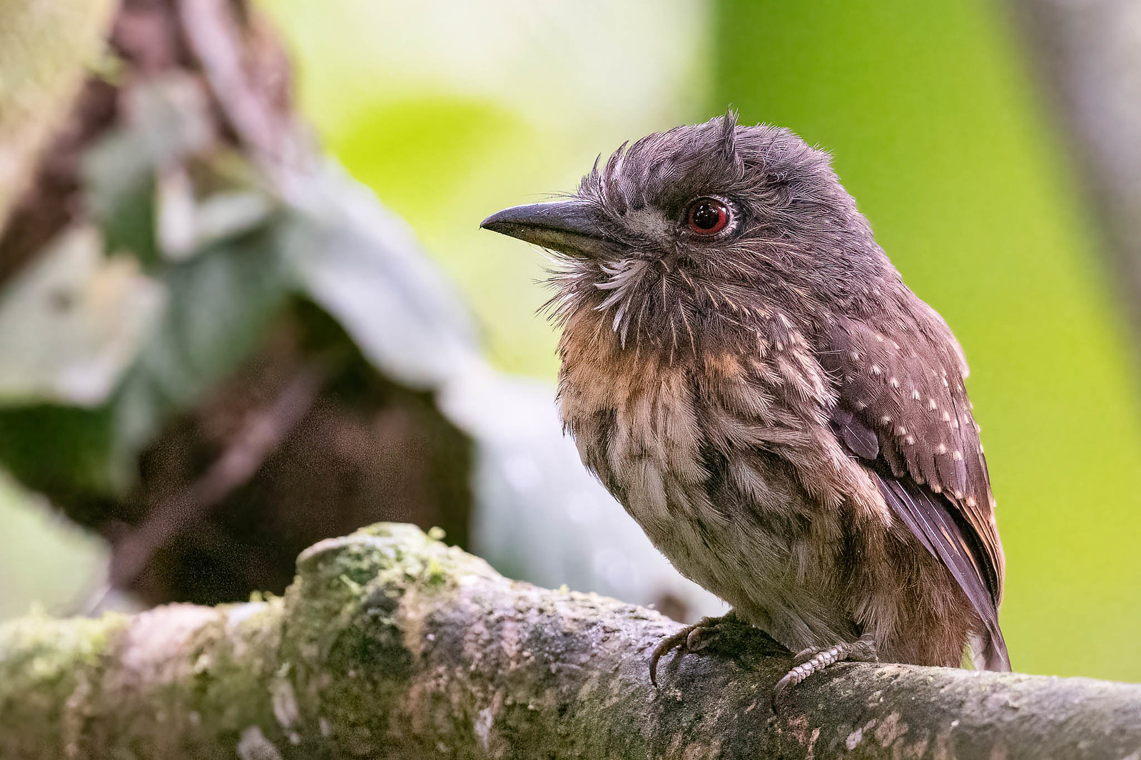 With luck we might find a White-whiskered Puffbird in the lower levels of the forest at La Selva.