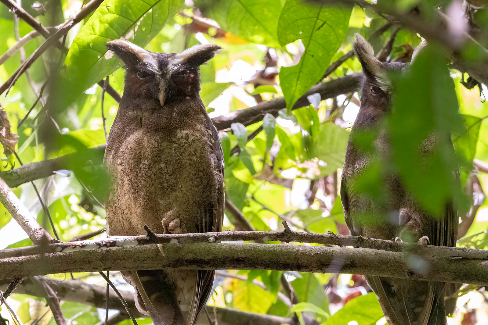 We'll take a hike through dense rainforest to search for a Crested Owl or two on their day roost.
