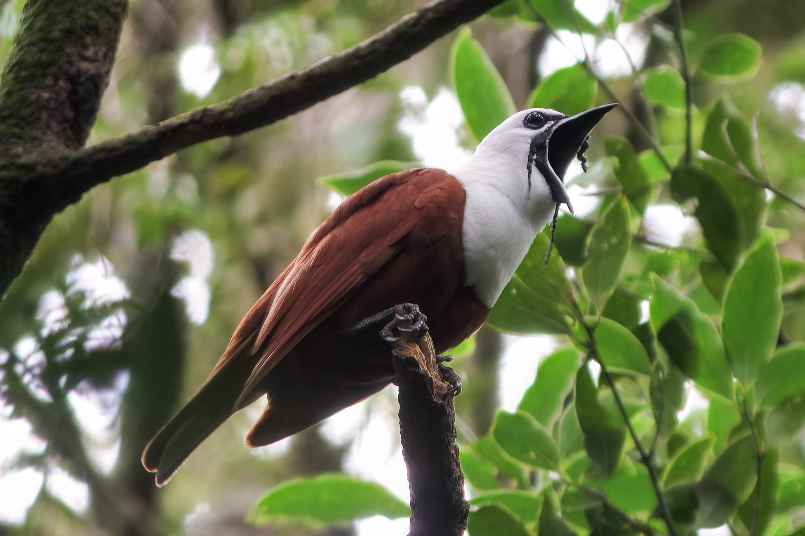 The strange and shockingly loud Three-wattled Bellbird will be among our major targets in Monteverde.