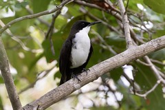 Thumbnail: The single-island endemic St Lucia Thrasher is found in the dry forests of the island. (Jonathan Slifkin).