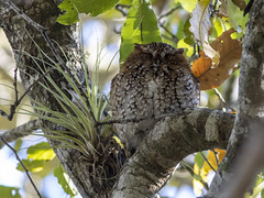Thumbnail: ... Or even this—dare we say cute?—roosting Bearded Screech Owl.