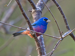 Thumbnail: The region is a crucible of endemism, from the stunning Rosita’s (aka Rose-bellied) Bunting...