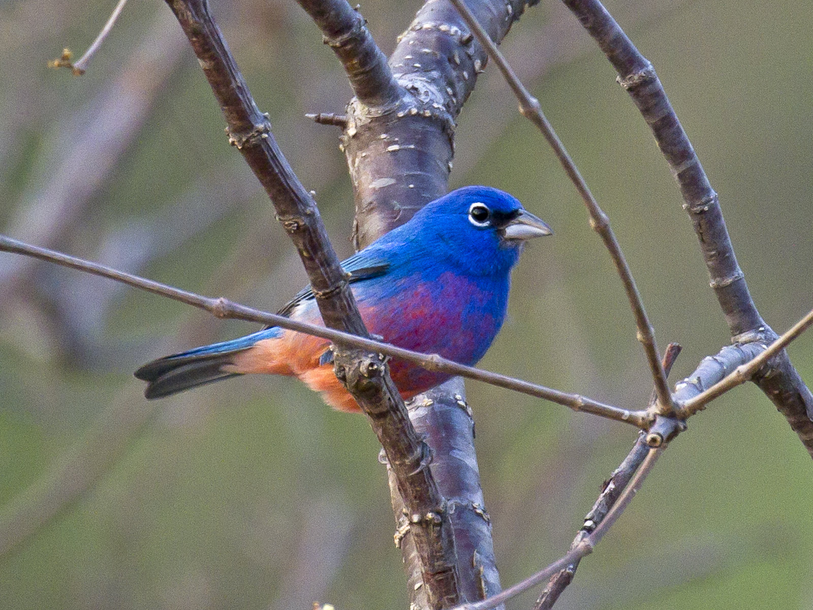 The region is a crucible of endemism, from the stunning Rosita’s (aka Rose-bellied) Bunting...
