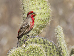 Thumbnail: Or this male House Finch (aka ‘Mexican Blood-rump,’ as its scientific name more poetically translates into)
