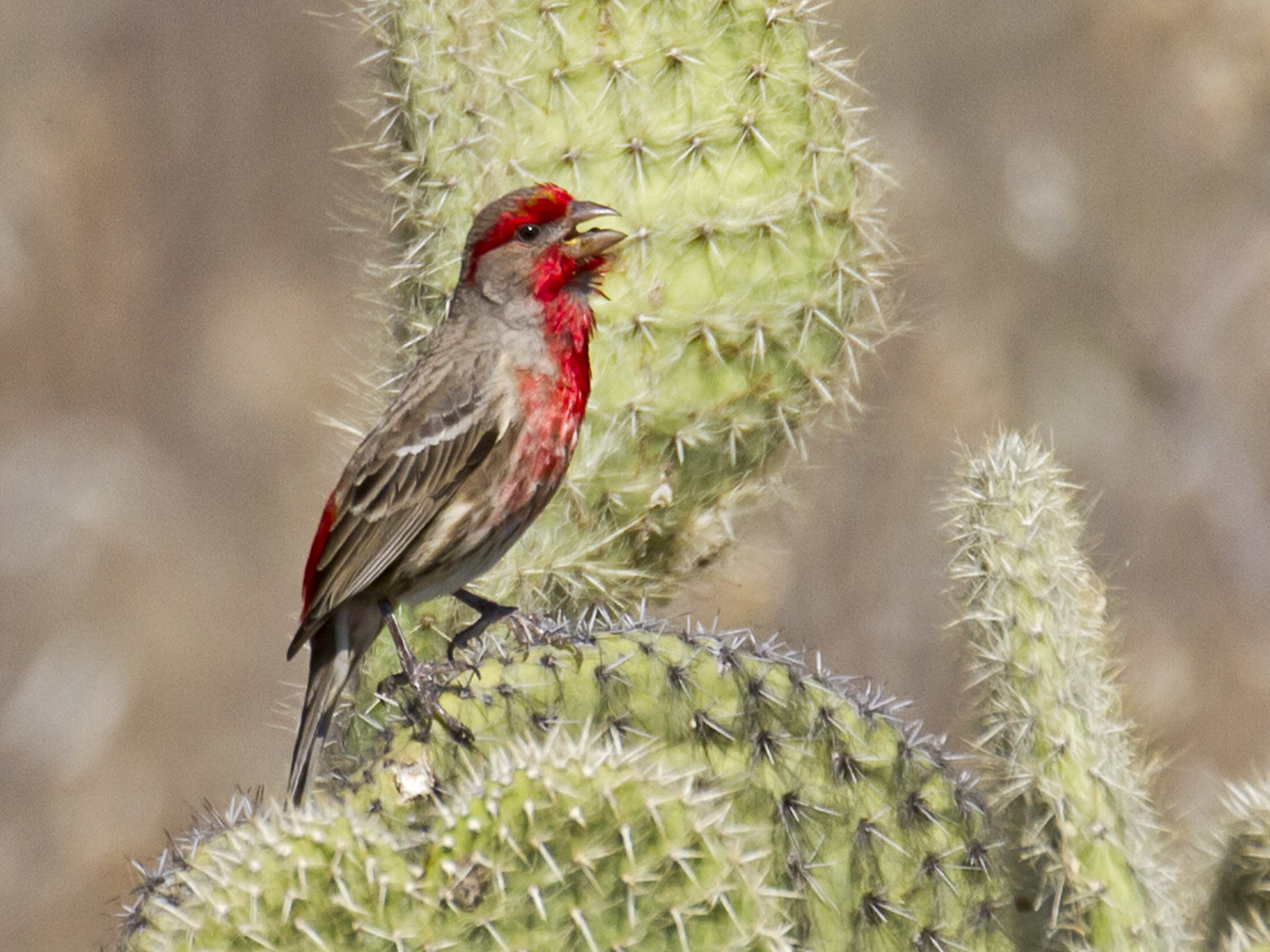Or this male House Finch (aka ‘Mexican Blood-rump,’ as its scientific name more poetically translates into)